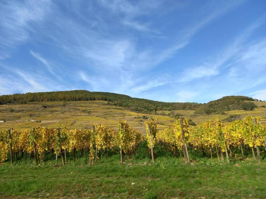 S'Gleina Gleck, In The Heart Of A Wine City, Charmant Studio 1 Piece Et 1 Salle De Bain Kaysersberg-Vignoble Zewnętrze zdjęcie